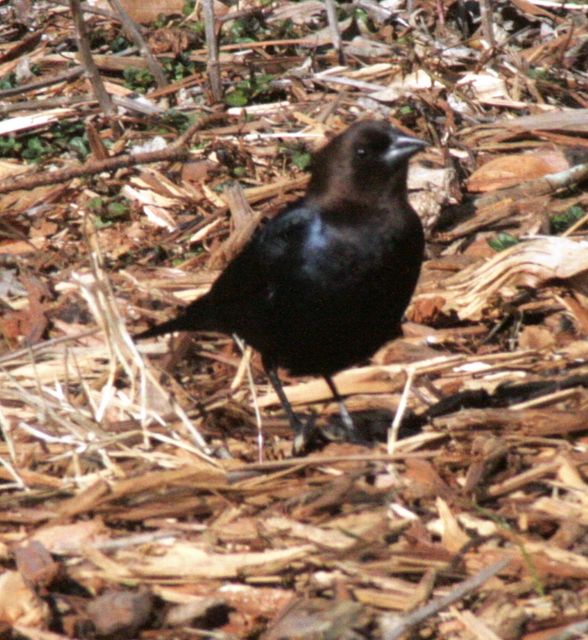 Brown-headed Cowbird