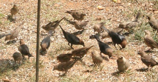 Brown-headed Cowbird