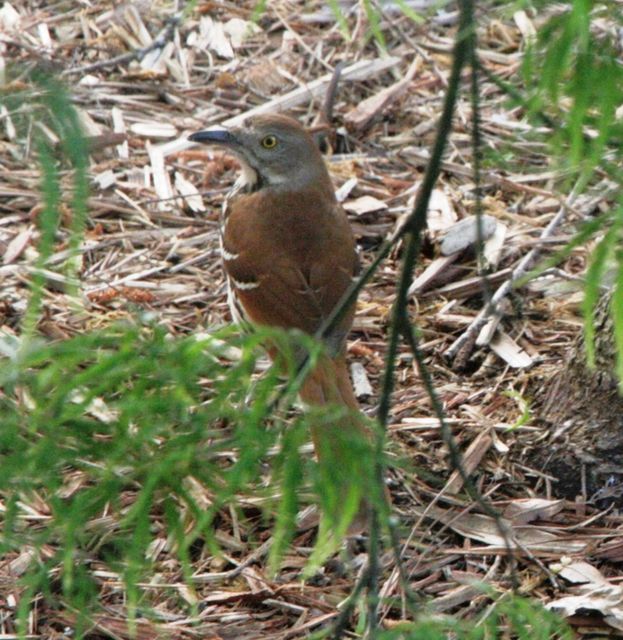 Brown Thrasher