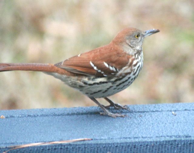 Brown Thrasher