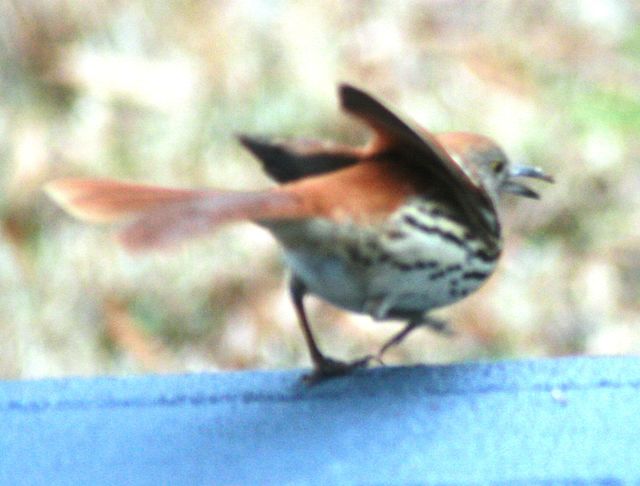 Brown Thrasher