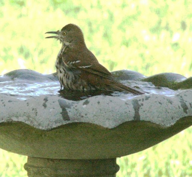 Brown Thrasher