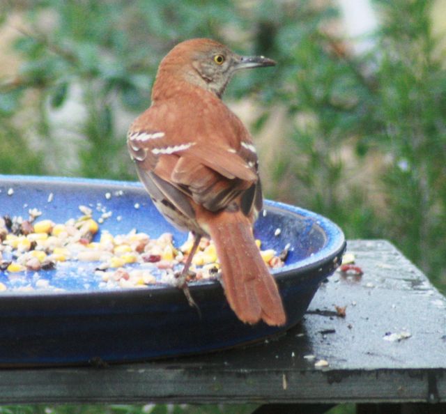 Brown Thrasher