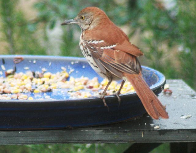 Brown Thrasher