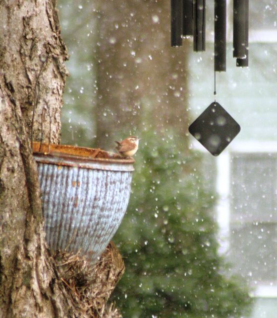 Carolina Wren
