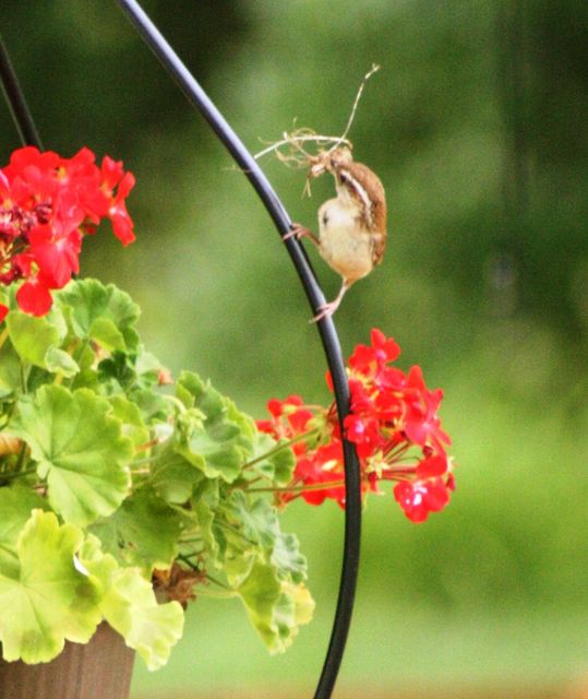 Carolina Wren