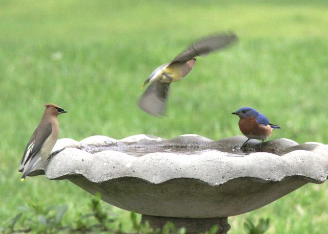 Eastern Bluebird