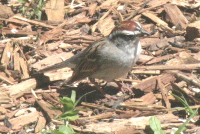 Chipping Sparrow