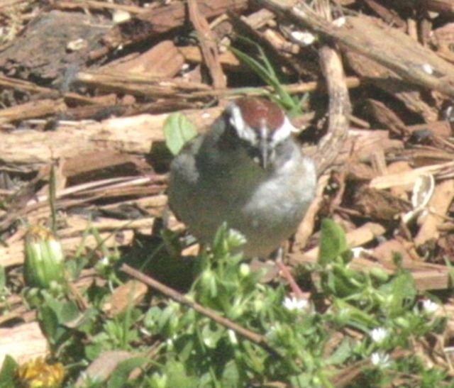 Chipping Sparrow