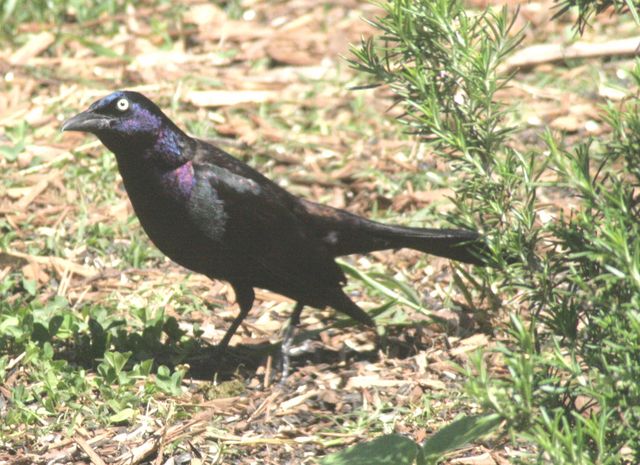 Common Grackle