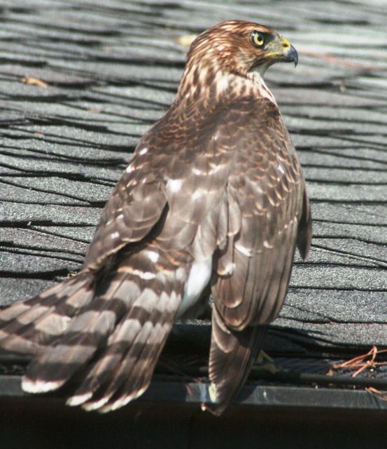 Cooper's Hawk