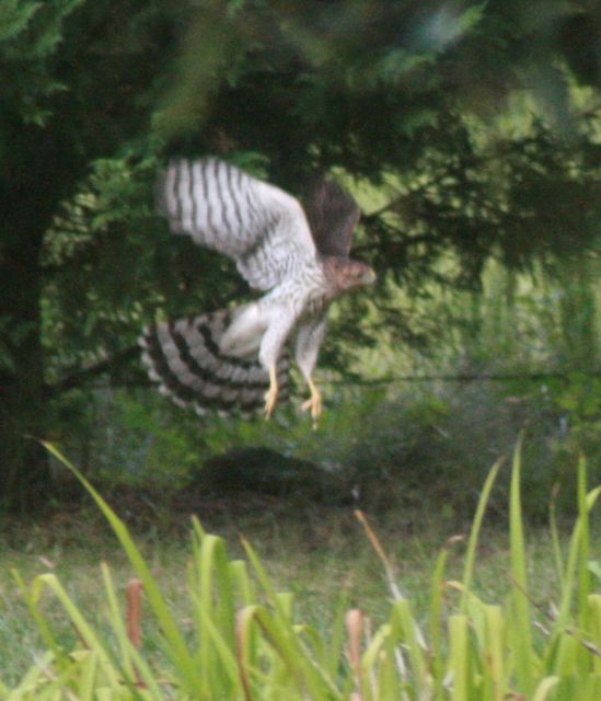 Cooper's Hawk