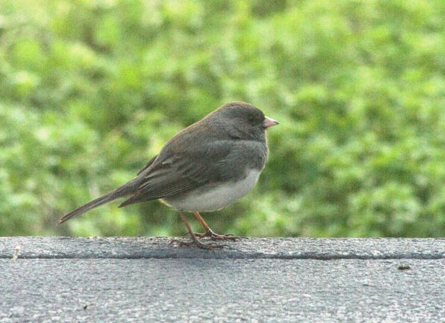 Dark-eyed Junco
