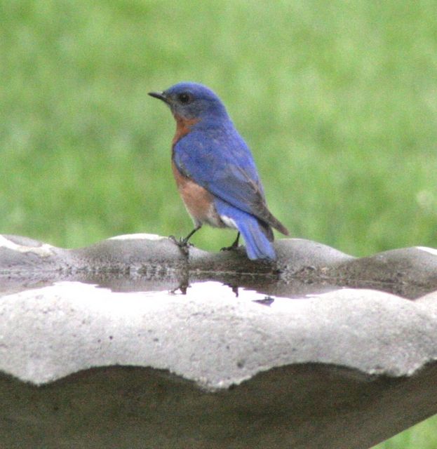 Eastern Bluebird