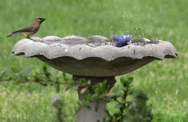Eastern Bluebird