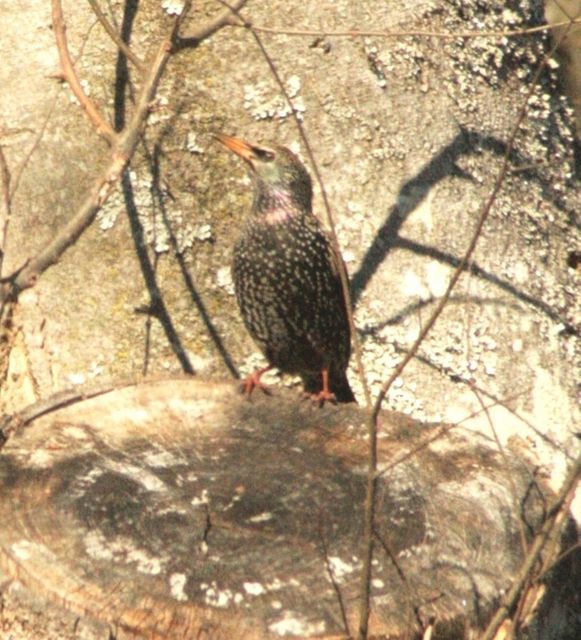 European Starling
