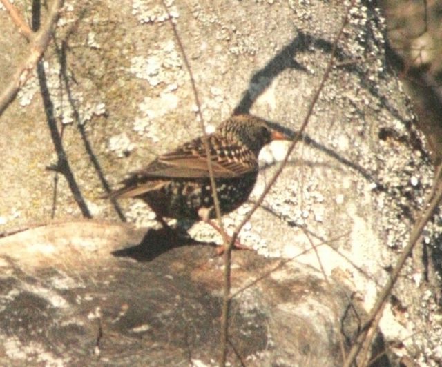 European Starling