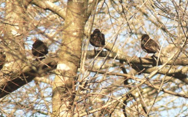 European Starling