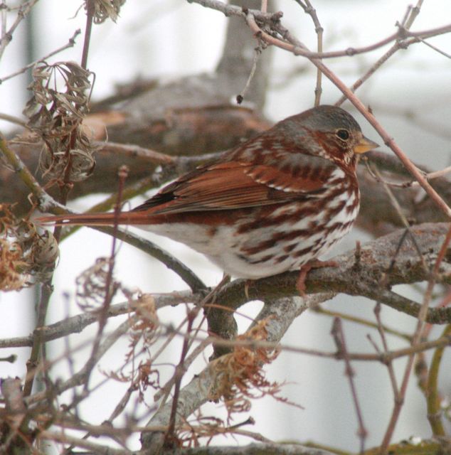 Fox Sparrow