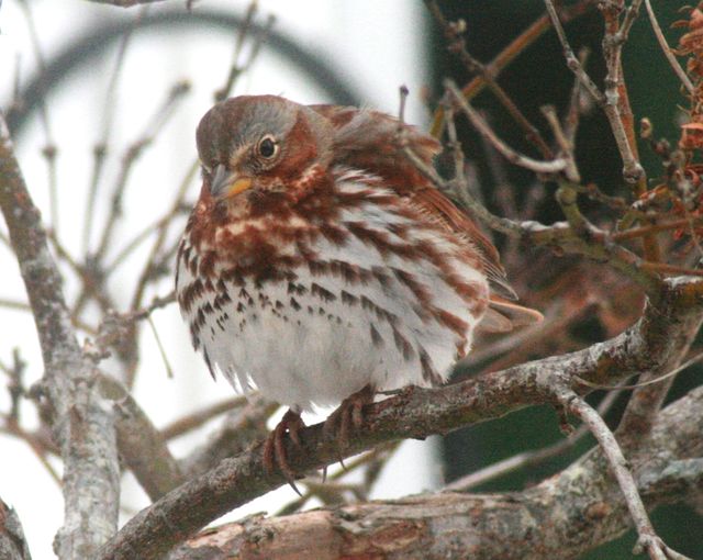 Fox Sparrow