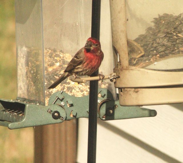 House Finch