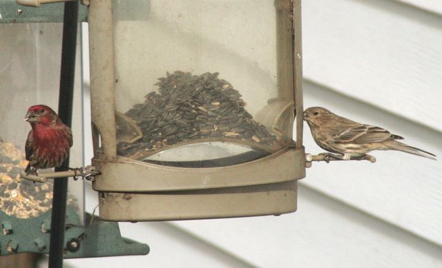 House Finch
