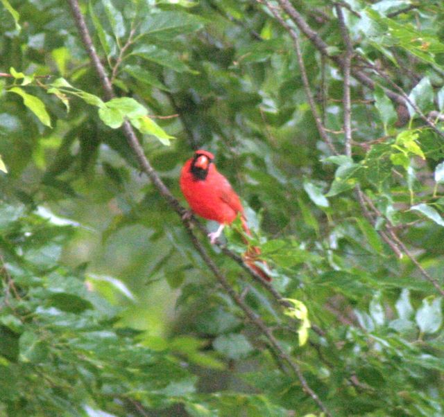 Northern Cardinal