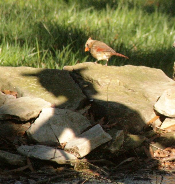 Northern Cardinal