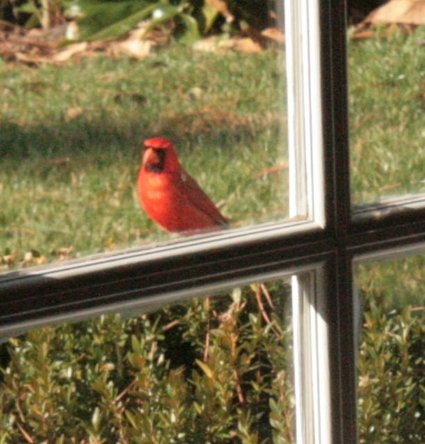 Northern Cardinal