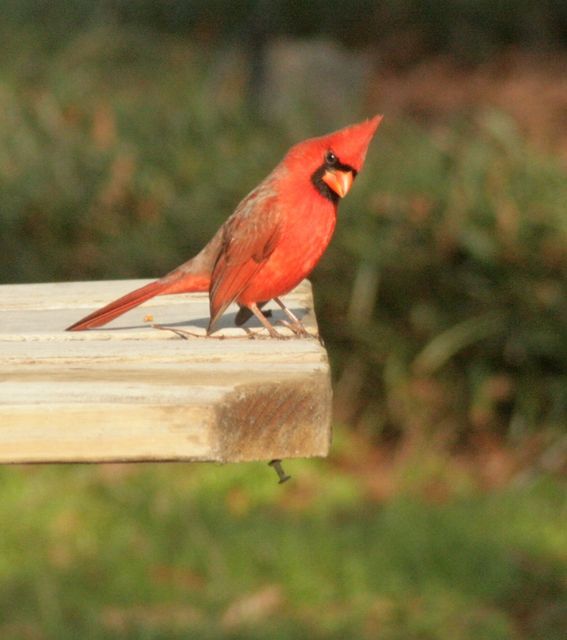 Northern Cardinal