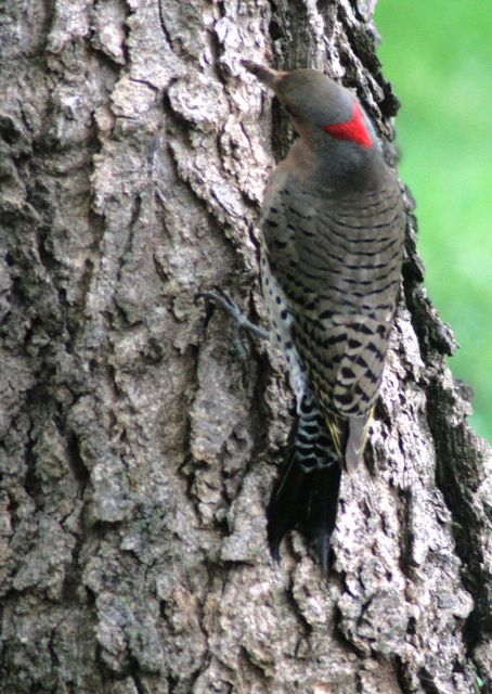 Northern Flicker