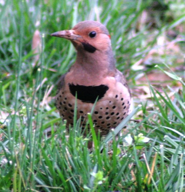 Northern Flicker