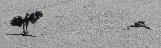 Northern Mockingbird