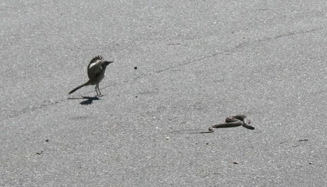 Northern Mockingbird