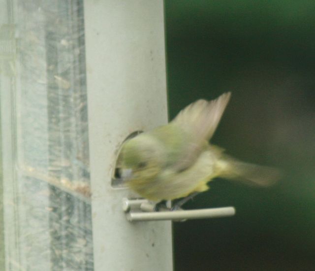 Painted Bunting