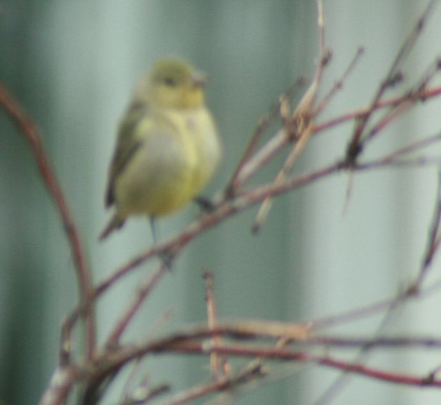 Painted Bunting