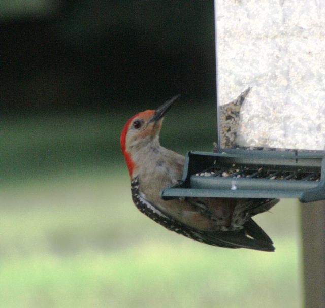 Red-bellied Woodpecker