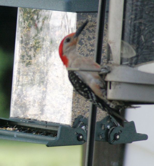 Red-bellied Woodpecker