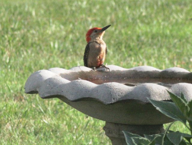 Red-bellied Woodpecker