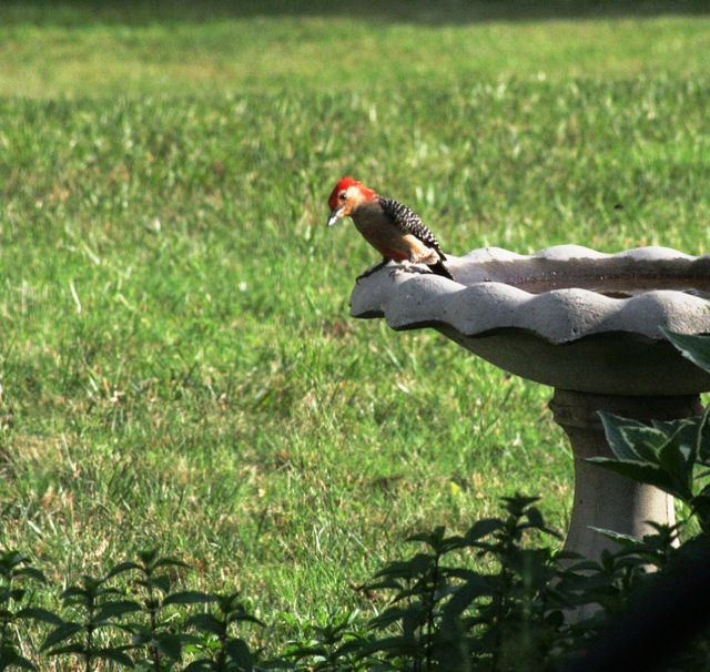 Red-bellied Woodpecker