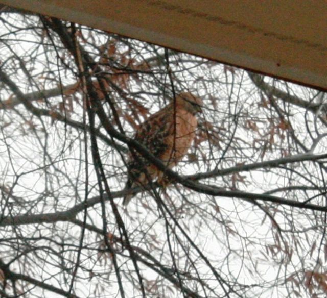 Red-shouldered Hawk