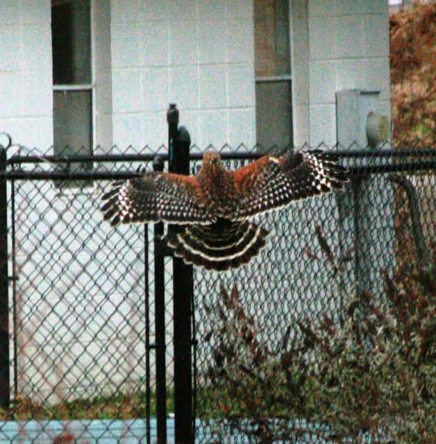 Red-shouldered Hawk