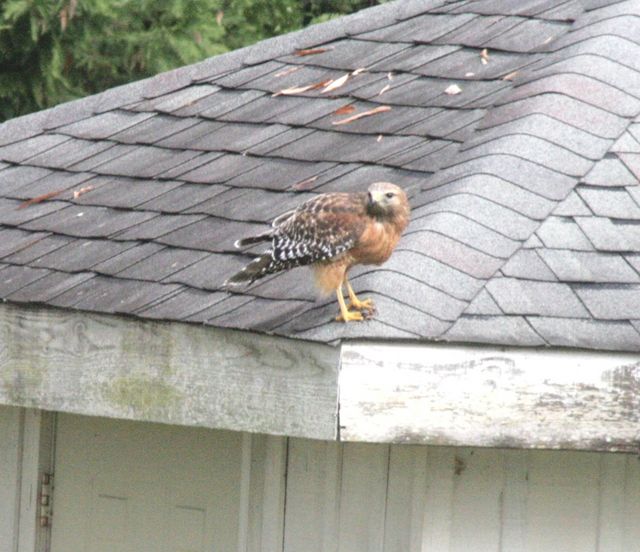 Red-shouldered Hawk