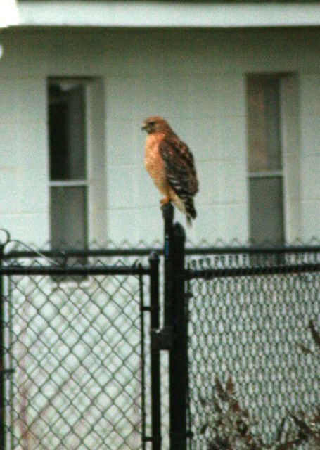 Red-shouldered Hawk