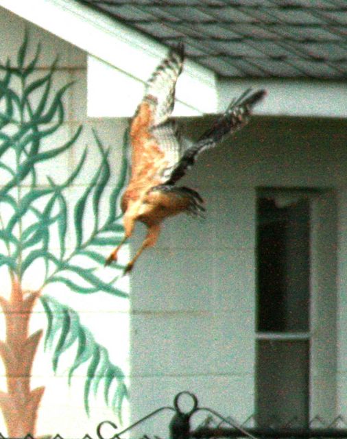 Red-shouldered Hawk