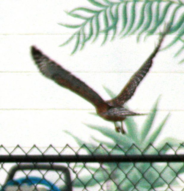 Red-shouldered Hawk