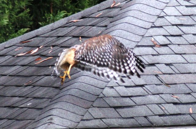 Red-shouldered Hawk