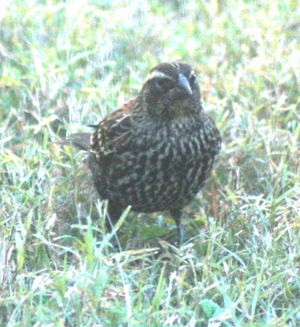 Red-winged Blackbird