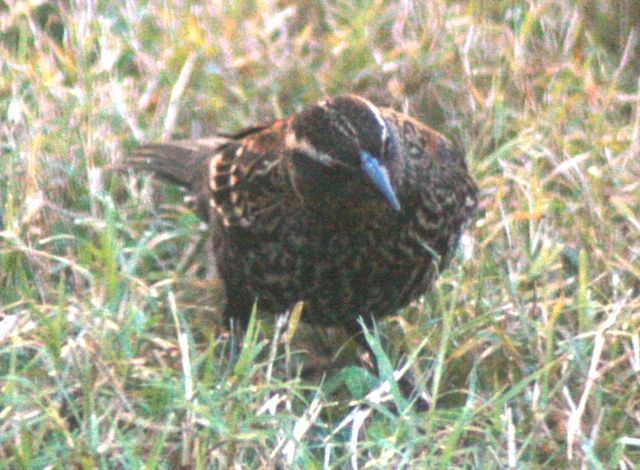 Red-winged Blackbird