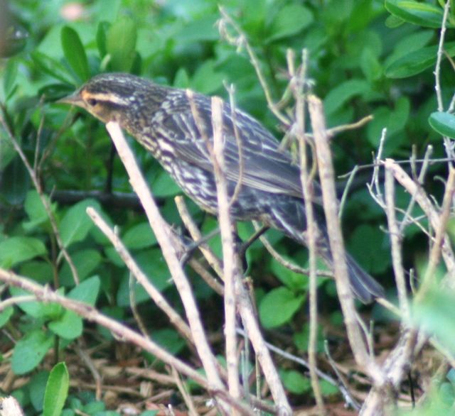 Red-winged Blackbird